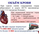 Объем сердечной крови