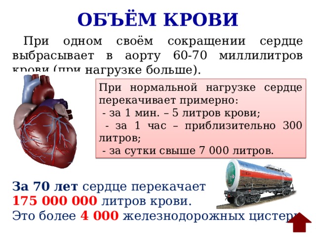 Объем сердечной крови